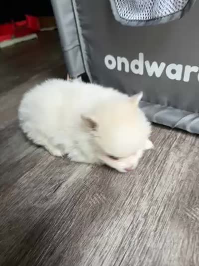 Deebo , a male Pomeranian for sale in Waldorf, MD – 4 of 10