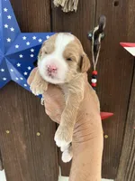 Cookie Dough , a female Miniature Goldendoodle for sale in Goldsboro, NC – 6 of 9