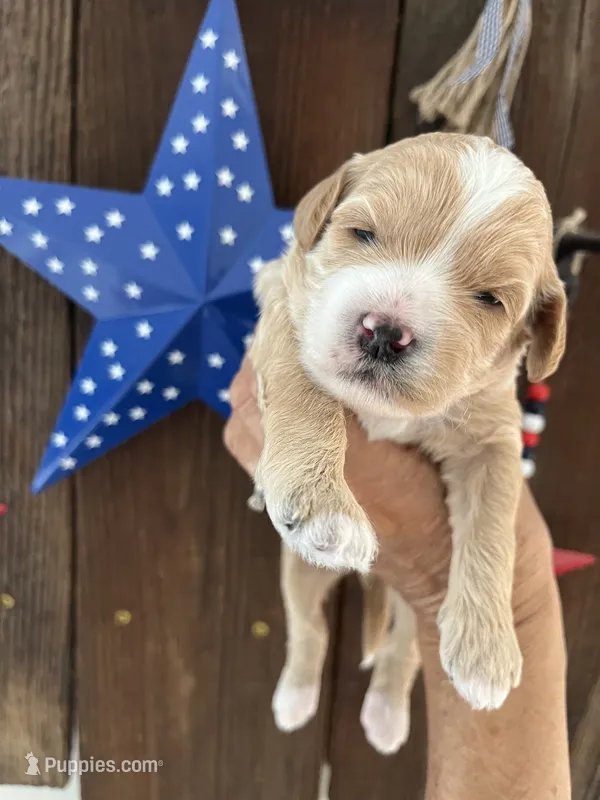 Moose tracks – Miniature Goldendoodle puppy for sale in Goldsboro, NC