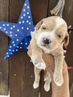 Moose tracks, a male Miniature Goldendoodle for sale in Goldsboro, NC – 1 of 6