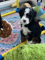 Sprout , a female Miniature Bernedoodle for sale in Goldsboro, NC – 7 of 10