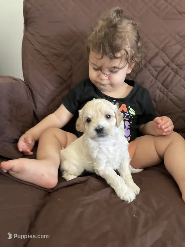 Vanilla Bean – Miniature Goldendoodle puppy for sale in Goldsboro, NC