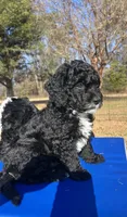 Flannel, a male Miniature Bernedoodle for sale in Goldsboro, NC – Photo 4 of 10