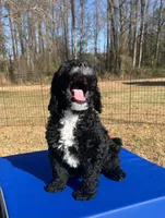 Flannel, a male Miniature Bernedoodle for sale in Goldsboro, NC – Photo 5 of 10