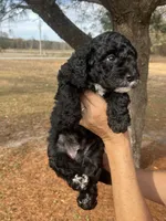 Flannel, a male Miniature Bernedoodle for sale in Goldsboro, NC – Photo 8 of 10