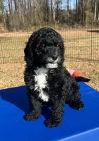 Flannel, a male Miniature Bernedoodle for sale in Goldsboro, NC – Photo 2 of 10