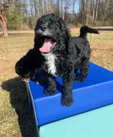 Flannel, a male Miniature Bernedoodle for sale in Goldsboro, NC – Photo 3 of 10