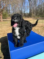 Flannel, a male Miniature Bernedoodle for sale in Goldsboro, NC – Photo 6 of 10