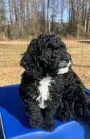 Flannel, a male Miniature Bernedoodle for sale in Goldsboro, NC – Photo 1 of 10