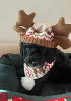 Flannel, a male Miniature Bernedoodle for sale in Goldsboro, NC – Photo 7 of 10