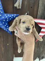 Strawberry Shortcake , a female Miniature Goldendoodle for sale in Goldsboro, NC – 4 of 7