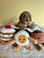 Biscuit, a female Miniature Goldendoodle for sale in Goldsboro, NC – Photo 6 of 6