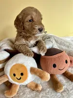 Biscuit, a female Miniature Goldendoodle for sale in Goldsboro, NC – Photo 1 of 6