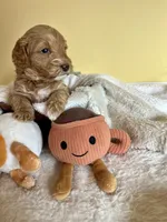 Biscuit, a female Miniature Goldendoodle for sale in Goldsboro, NC – Photo 2 of 6