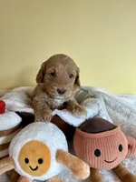 Biscuit, a female Miniature Goldendoodle for sale in Goldsboro, NC – Photo 3 of 6