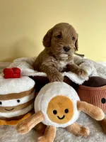Biscuit, a female Miniature Goldendoodle for sale in Goldsboro, NC – Photo 4 of 6