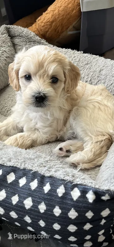 Vanilla Bean – Miniature Goldendoodle puppy for sale in Goldsboro, NC