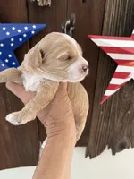 Moose tracks, a male Miniature Goldendoodle for sale in Goldsboro, NC – 4 of 6