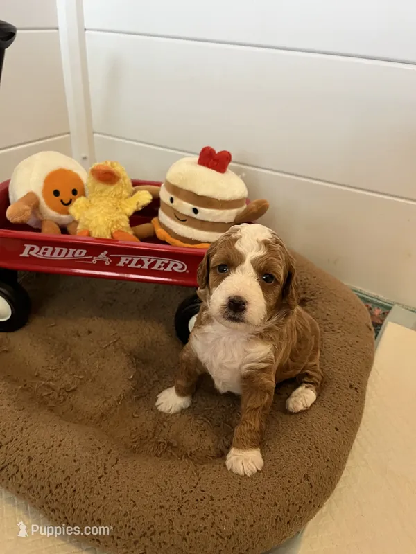 Salted Caramel  – Miniature Goldendoodle puppy for sale in Goldsboro, NC