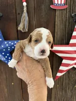 Salted Caramel , a female Miniature Goldendoodle for sale in Goldsboro, NC – 7 of 10