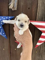 Vanilla Bean, a male Miniature Goldendoodle for sale in Goldsboro, NC – 5 of 9