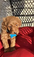 Flapjack, a male Miniature Goldendoodle for sale in Goldsboro, NC – Photo 4 of 10