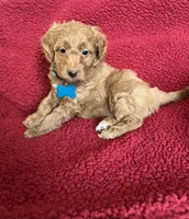 Flapjack, a male Miniature Goldendoodle for sale in Goldsboro, NC – Photo 5 of 10