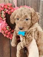 Flapjack, a male Miniature Goldendoodle for sale in Goldsboro, NC – Photo 2 of 10