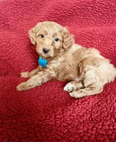 Flapjack, a male Miniature Goldendoodle for sale in Goldsboro, NC – Photo 10 of 10