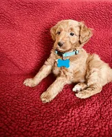 Flapjack, a male Miniature Goldendoodle for sale in Goldsboro, NC – Photo 8 of 10