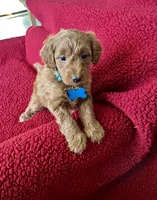 Flapjack, a male Miniature Goldendoodle for sale in Goldsboro, NC – Photo 3 of 10