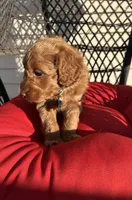 Flapjack, a male Miniature Goldendoodle for sale in Goldsboro, NC – Photo 7 of 10