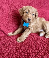 Flapjack, a male Miniature Goldendoodle for sale in Goldsboro, NC – Photo 9 of 10