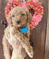 Flapjack, a male Miniature Goldendoodle for sale in Goldsboro, NC – Photo 1 of 10