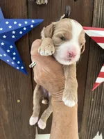Cookie Dough , a female Miniature Goldendoodle for sale in Goldsboro, NC – 3 of 9