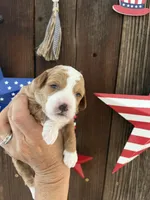 Salted Caramel , a female Miniature Goldendoodle for sale in Goldsboro, NC – 10 of 10