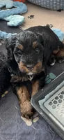 Sweet Pea, a female Miniature Bernedoodle for sale in Goldsboro, NC – 6 of 9