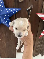 Vanilla Bean, a male Miniature Goldendoodle for sale in Goldsboro, NC – 6 of 9