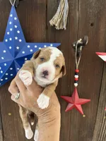 Salted Caramel , a female Miniature Goldendoodle for sale in Goldsboro, NC – 8 of 10