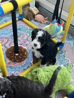 Sprout , a female Miniature Bernedoodle for sale in Goldsboro, NC – 8 of 10