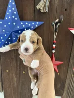 Salted Caramel , a female Miniature Goldendoodle for sale in Goldsboro, NC – 4 of 10