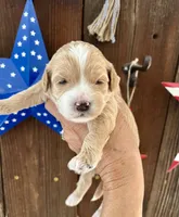 Moose tracks, a male Miniature Goldendoodle for sale in Goldsboro, NC – 3 of 6