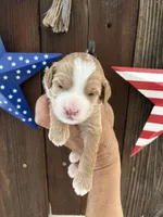 Cookie Dough , a female Miniature Goldendoodle for sale in Goldsboro, NC – 8 of 9