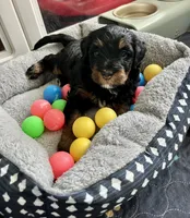 Sweet Pea, a female Miniature Bernedoodle for sale in Goldsboro, NC – 2 of 9