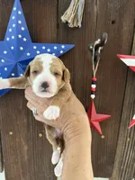 Salted Caramel , a female Miniature Goldendoodle for sale in Goldsboro, NC – 5 of 10