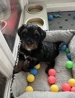 Sweet Pea, a female Miniature Bernedoodle for sale in Goldsboro, NC – 5 of 9