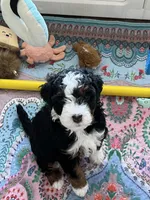 Sprout , a female Miniature Bernedoodle for sale in Goldsboro, NC – 4 of 10