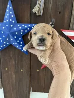 Strawberry Shortcake , a female Miniature Goldendoodle for sale in Goldsboro, NC – 6 of 7