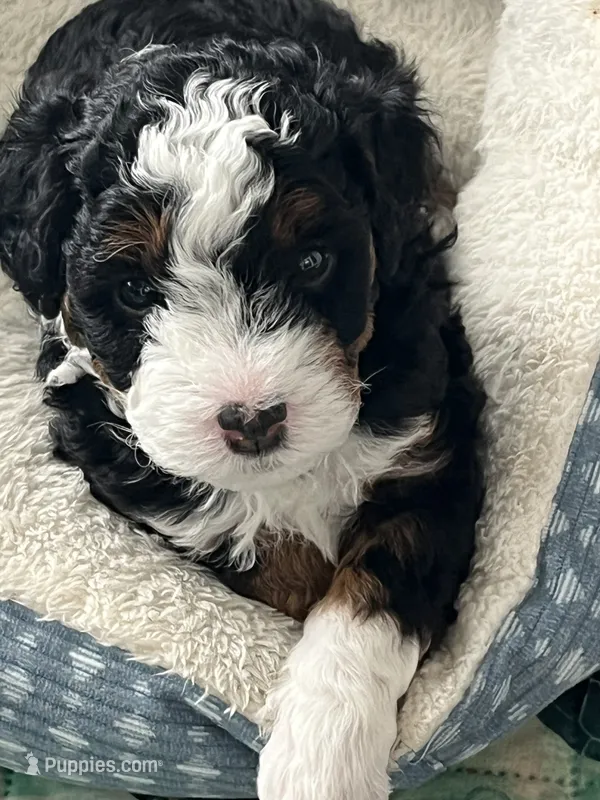 Sprout  – Miniature Bernedoodle puppy for sale in Goldsboro, NC
