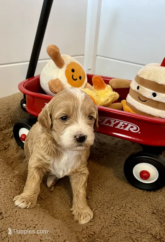 Moose tracks – Miniature Goldendoodle puppy for sale in Goldsboro, NC